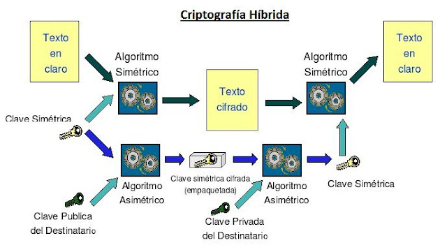 hibrida